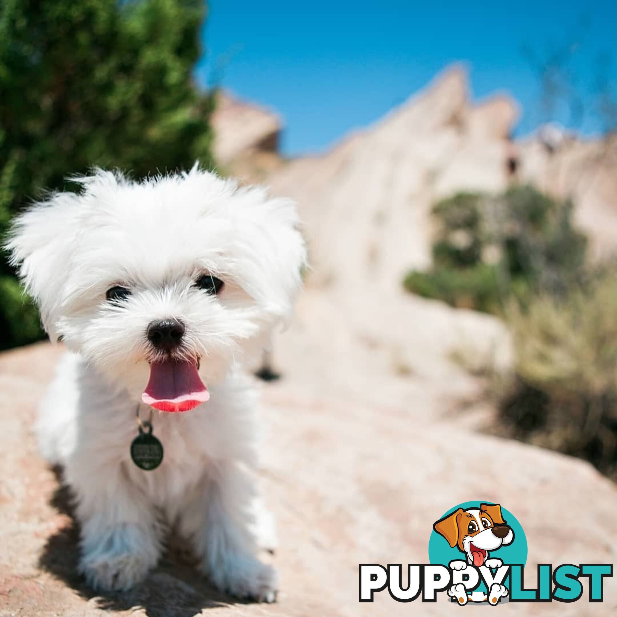 Beautiful Toy Maltese Puppies Available