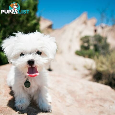 Beautiful Toy Maltese Puppies Available