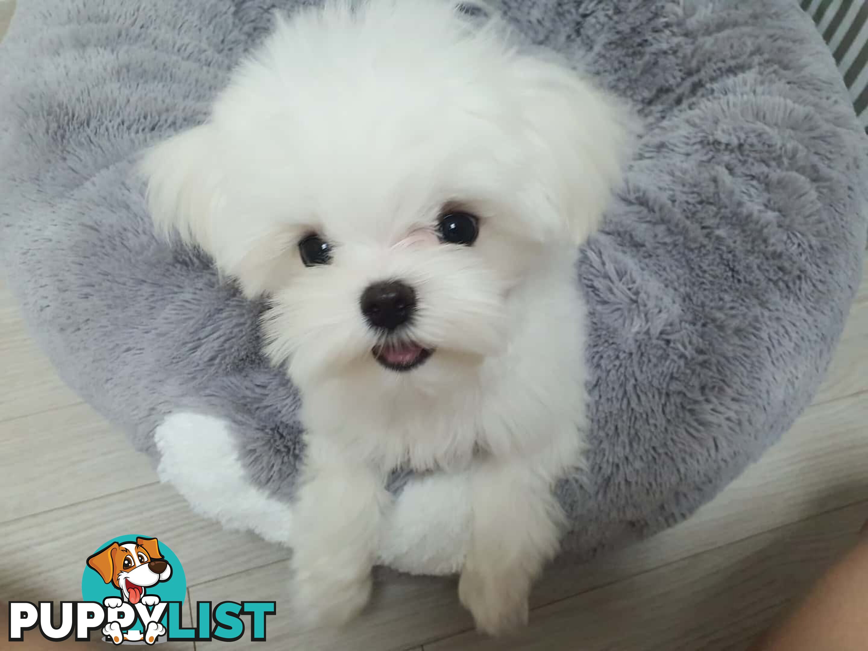 Beautiful Toy Maltese Puppies Available