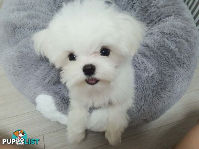 Beautiful Toy Maltese Puppies Available