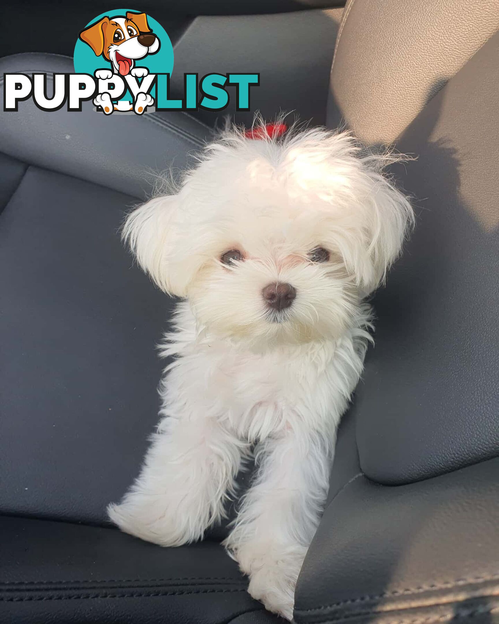 Beautiful Toy Maltese Puppies Available