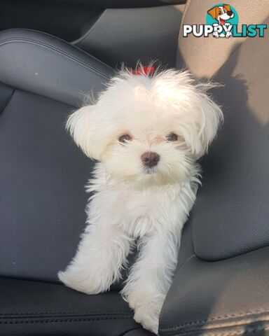 Beautiful Toy Maltese Puppies Available