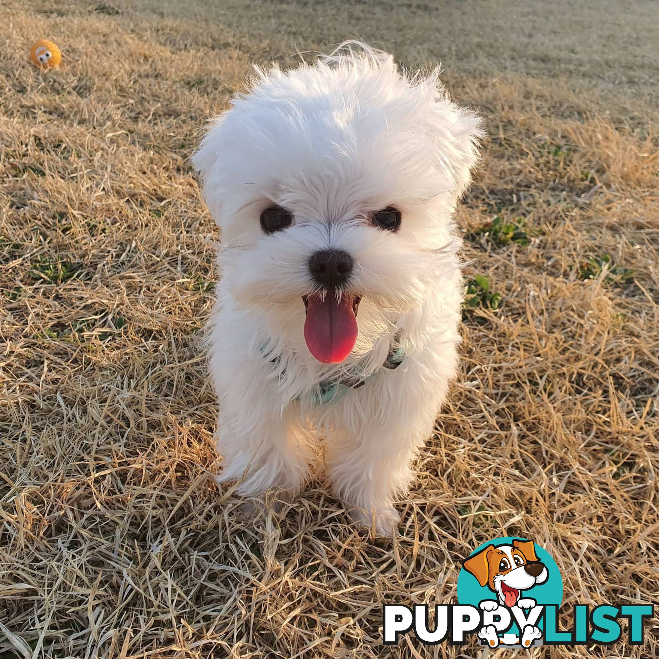 Beautiful Toy Maltese Puppies Available