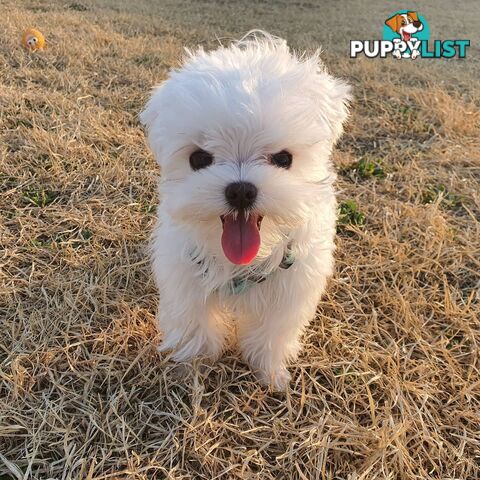 Beautiful Toy Maltese Puppies Available