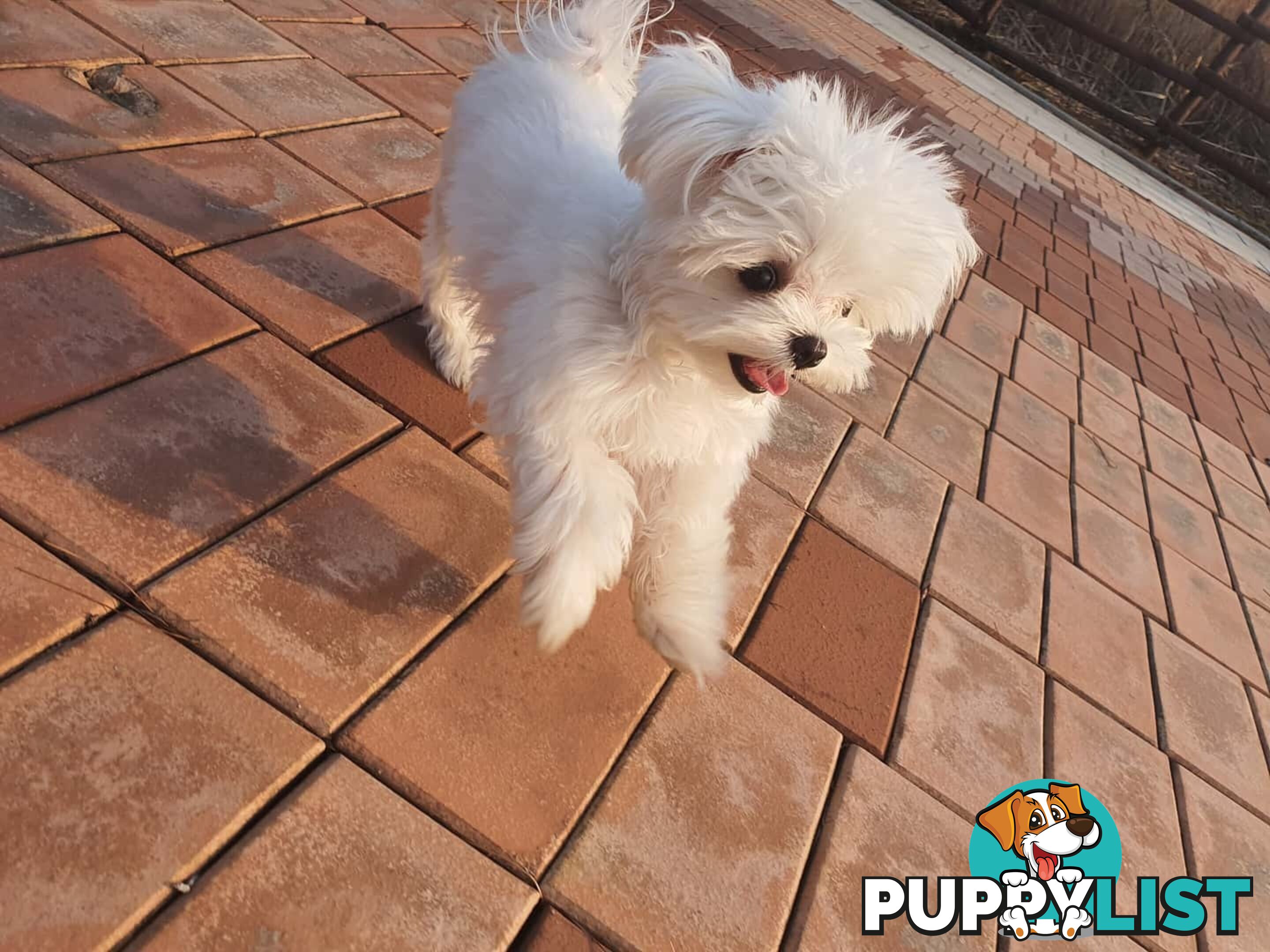 Beautiful Toy Maltese Puppies Available