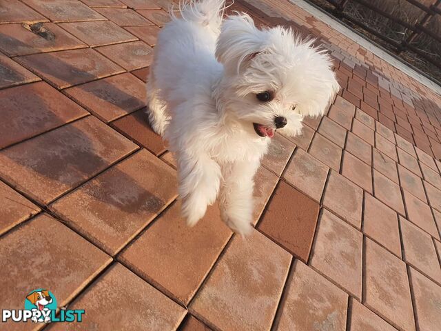 Beautiful Toy Maltese Puppies Available