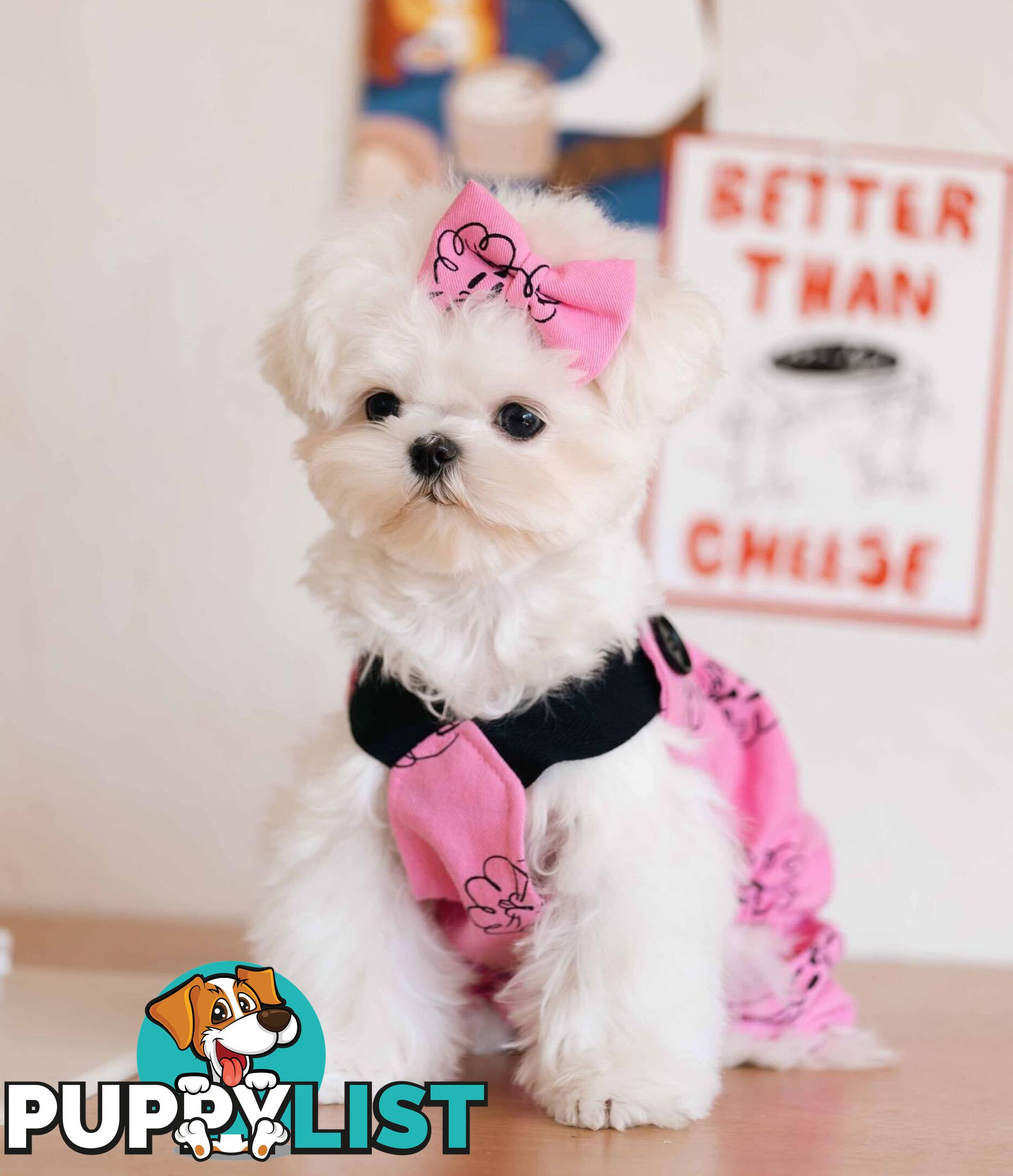 Beautiful Toy Maltese Puppies Available