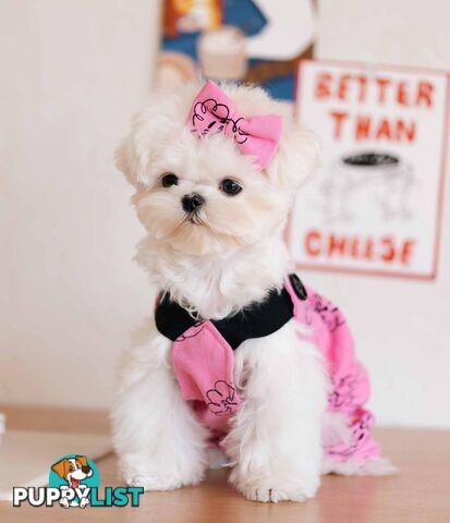 Beautiful Toy Maltese Puppies Available