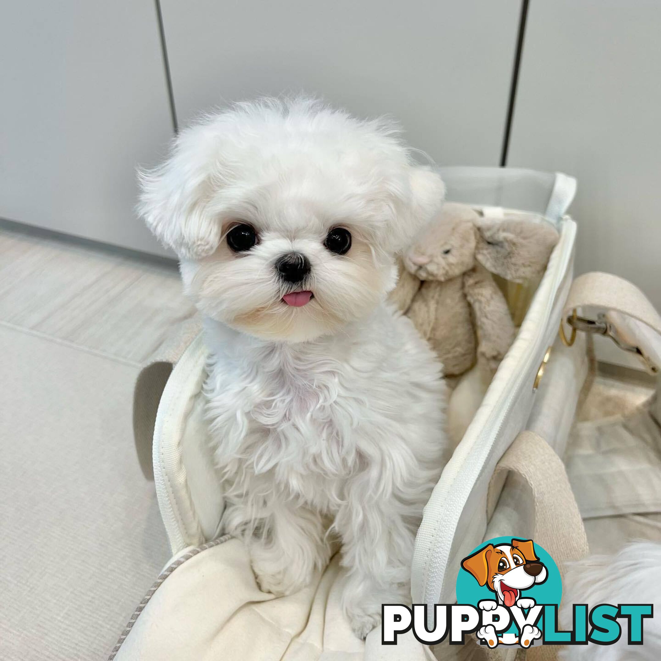 Beautiful Toy Maltese Puppies Available