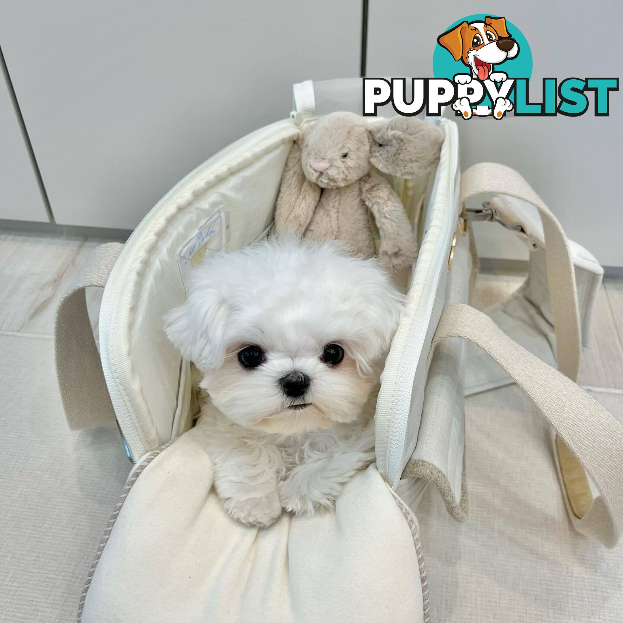 Beautiful Toy Maltese Puppies Available