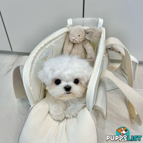 Beautiful Toy Maltese Puppies Available