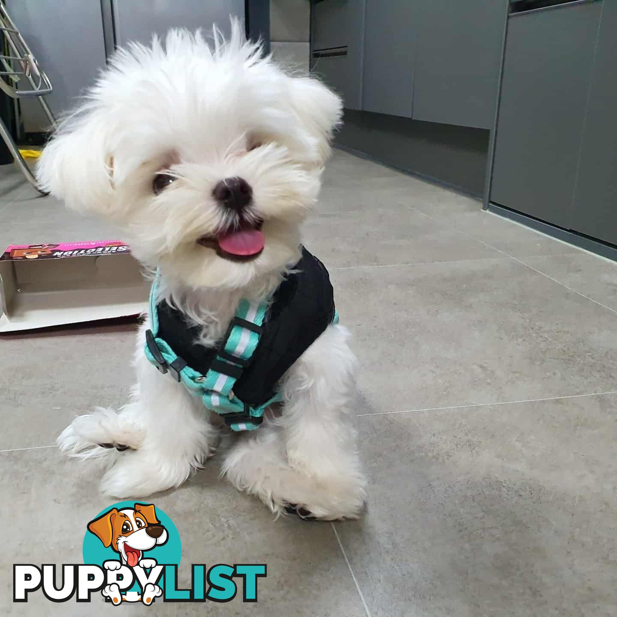 Beautiful Toy Maltese Puppies Available