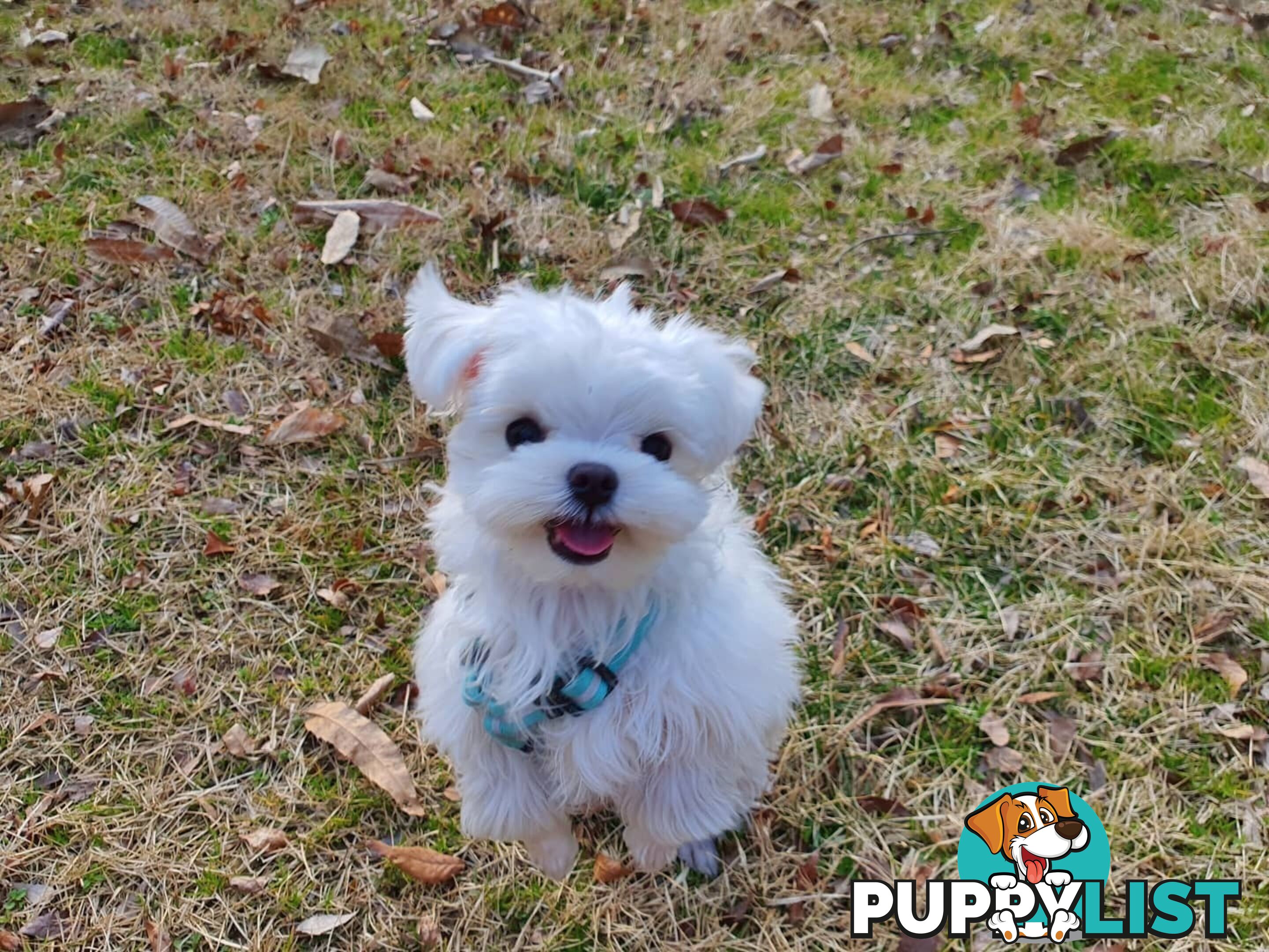 Beautiful Toy Maltese Puppies Available