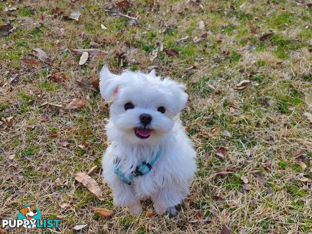 Beautiful Toy Maltese Puppies Available