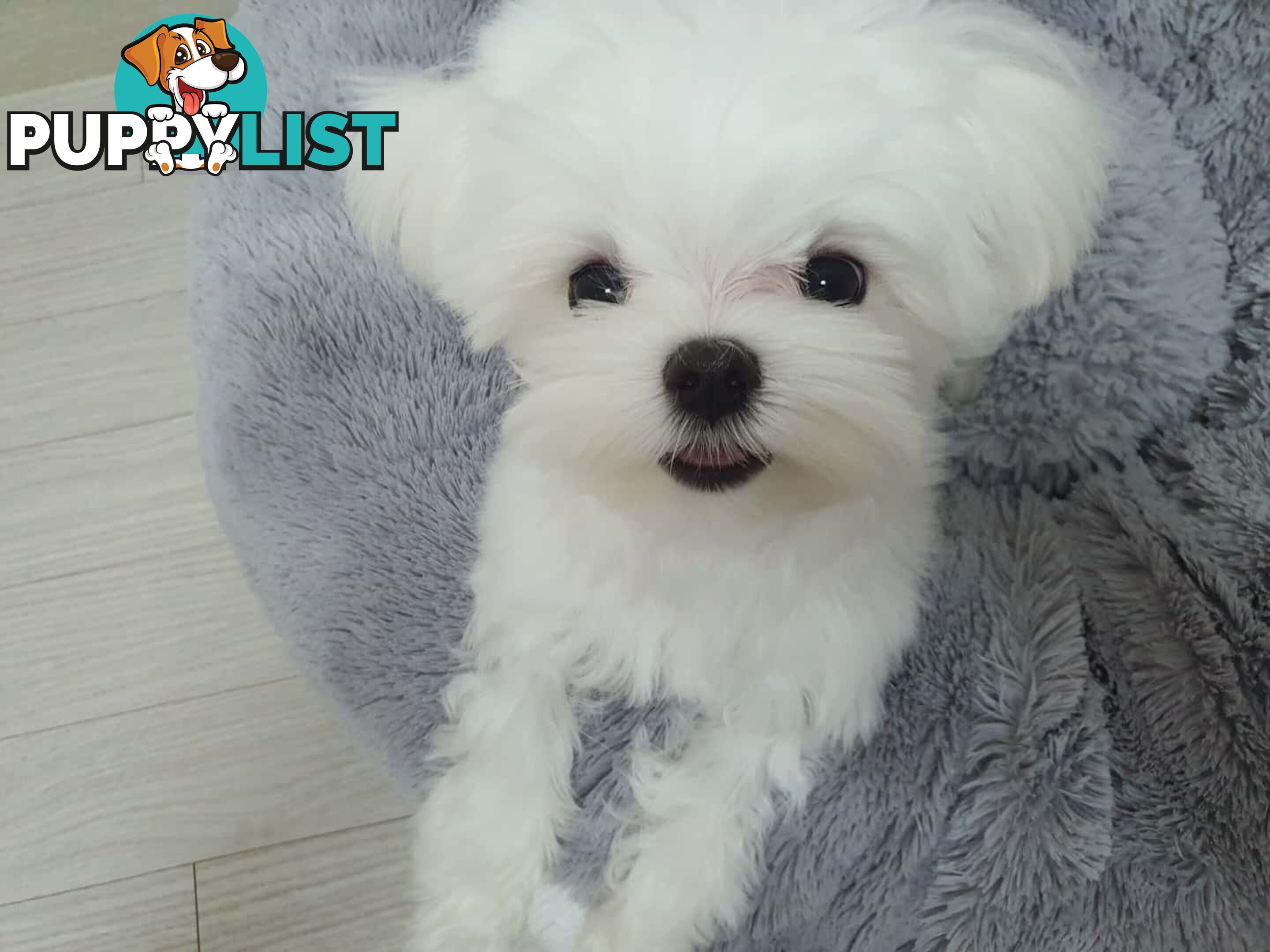 Beautiful Toy Maltese Puppies Available