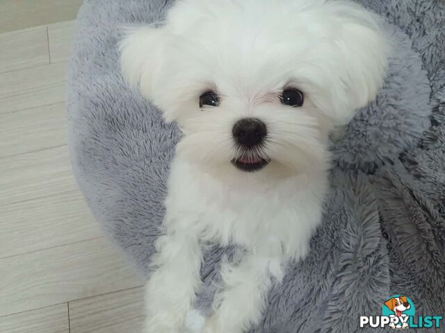 Beautiful Toy Maltese Puppies Available