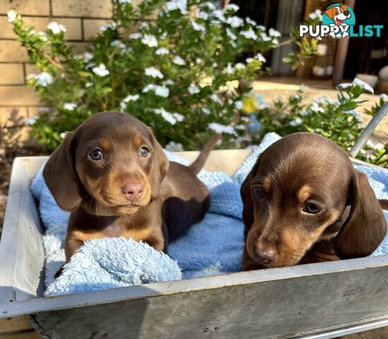 Miniature Dachshund Choc and Tan Purebred Boy