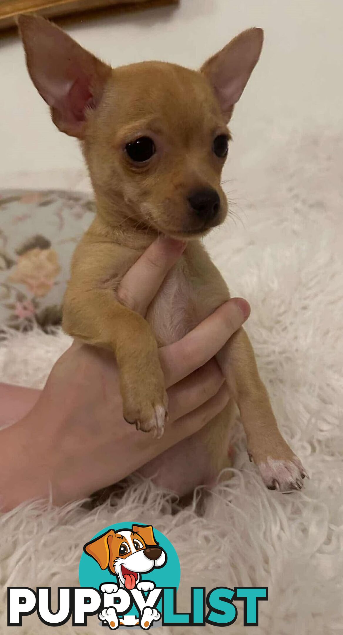 Chihuahua puppies for sale!