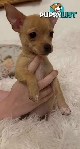 Chihuahua puppies for sale!