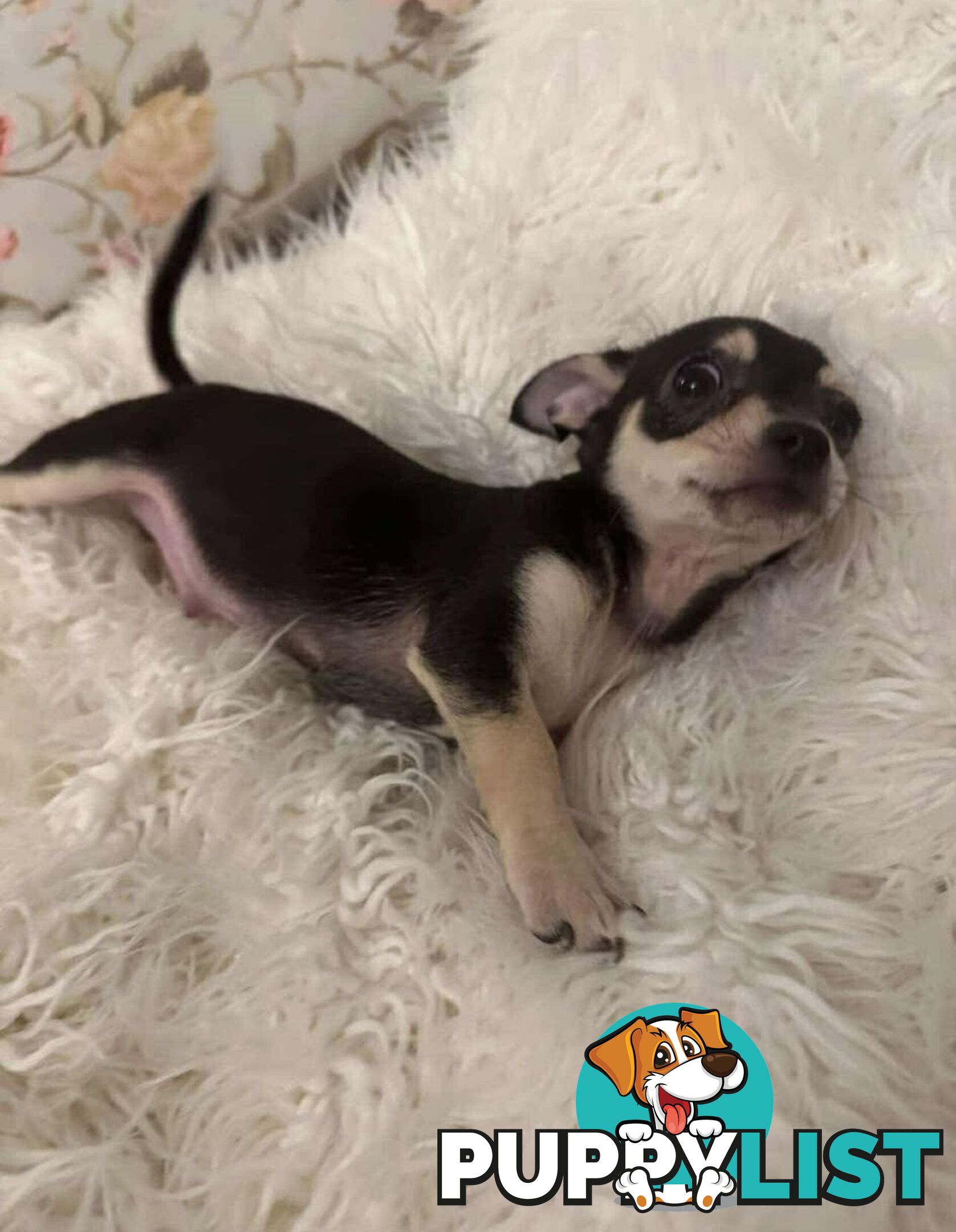 Chihuahua puppies for sale!