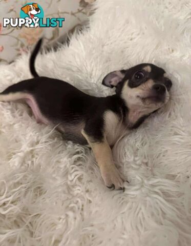 Chihuahua puppies for sale!