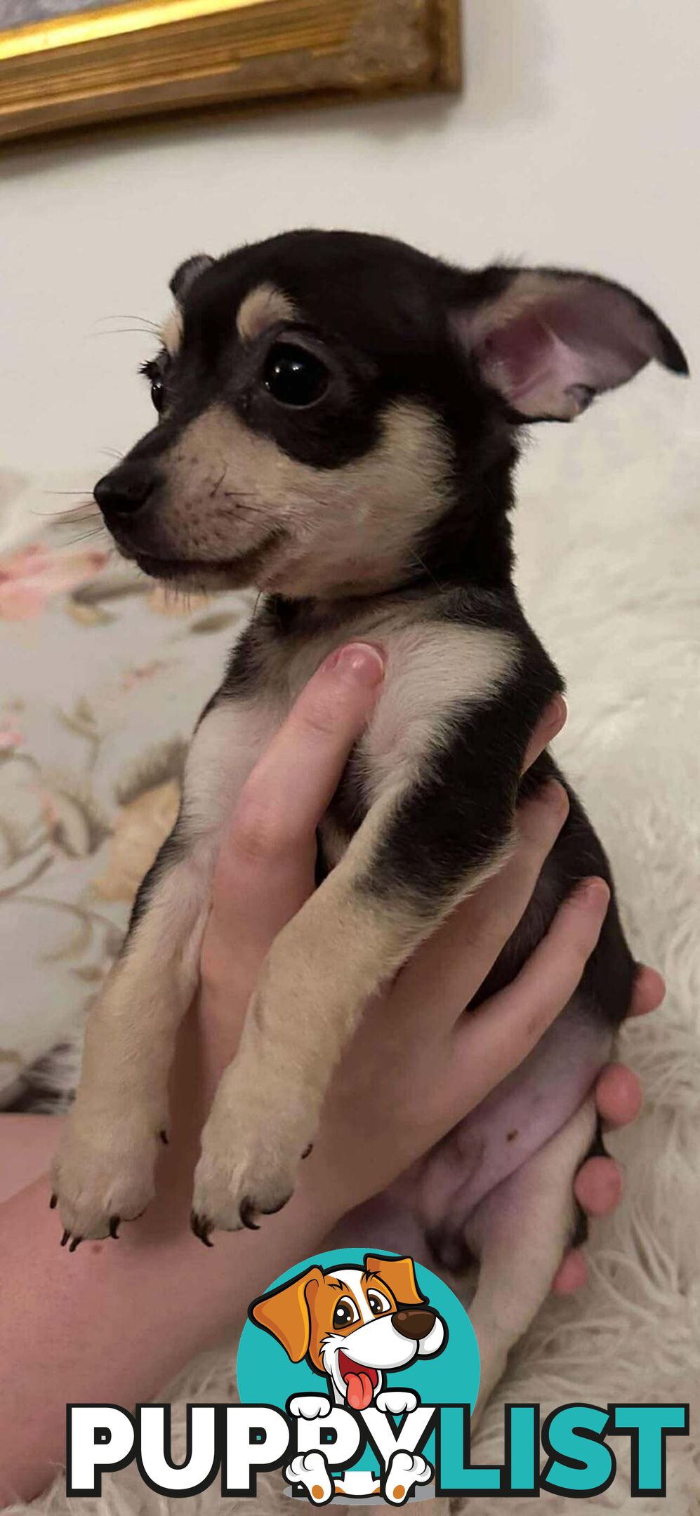 Chihuahua puppies for sale!