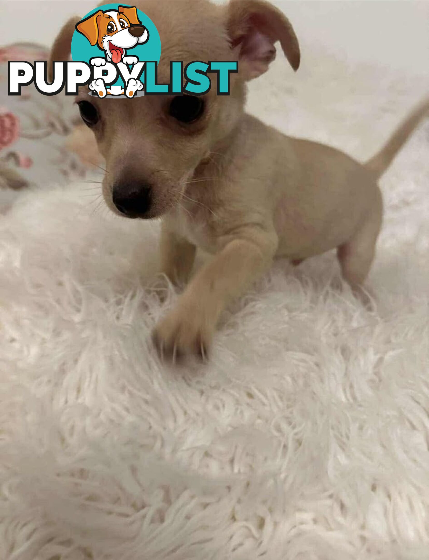 Chihuahua puppies for sale!