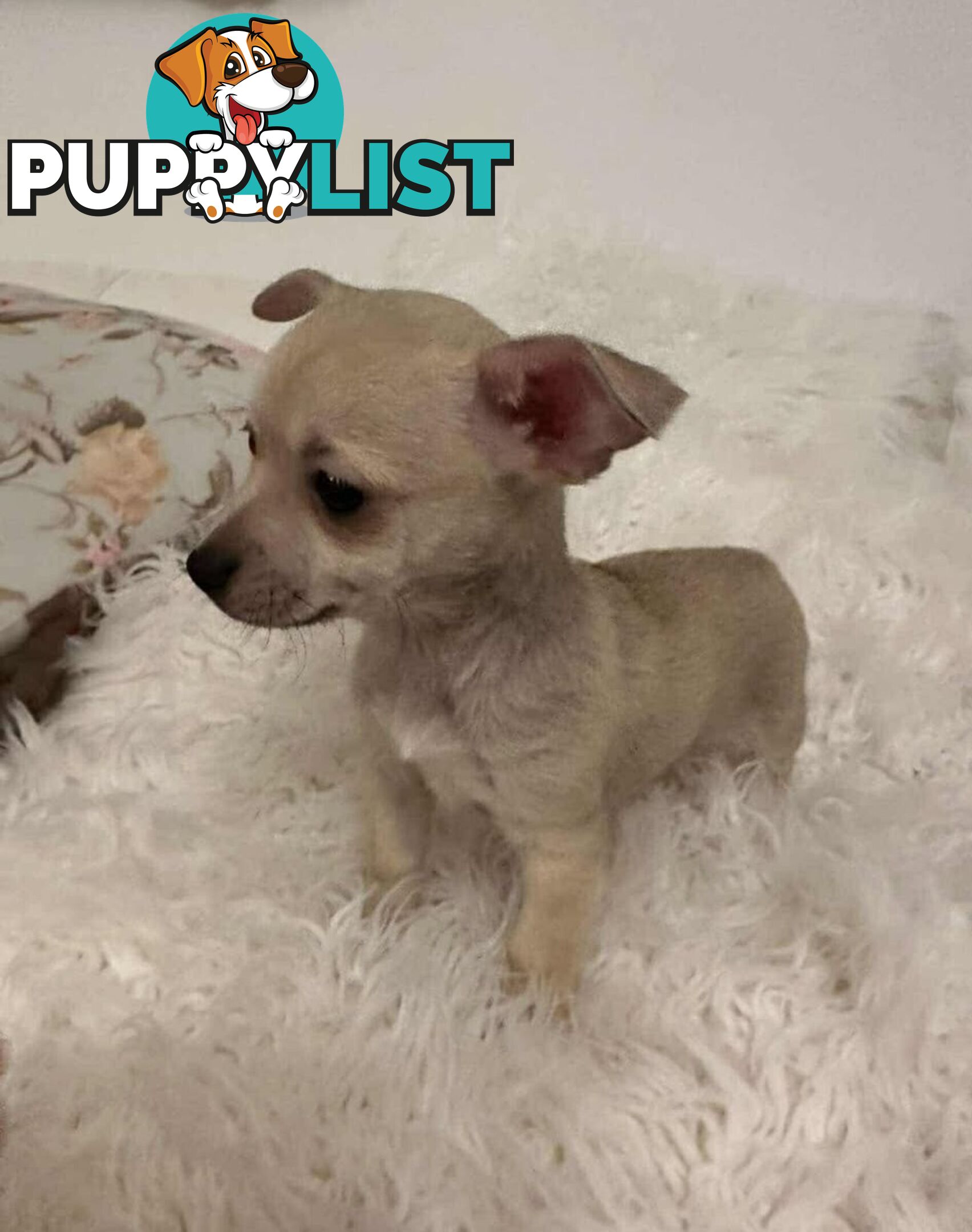 Chihuahua puppies for sale!