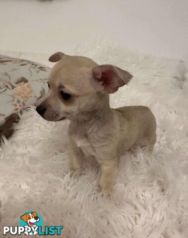 Chihuahua puppies for sale!