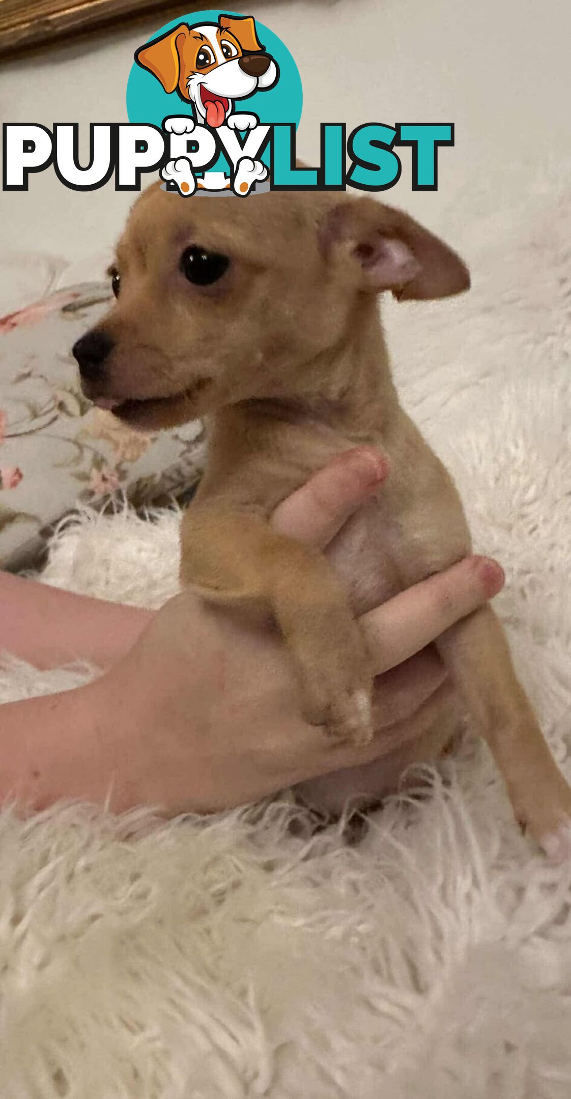 Chihuahua puppies for sale!