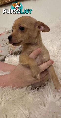 Chihuahua puppies for sale!