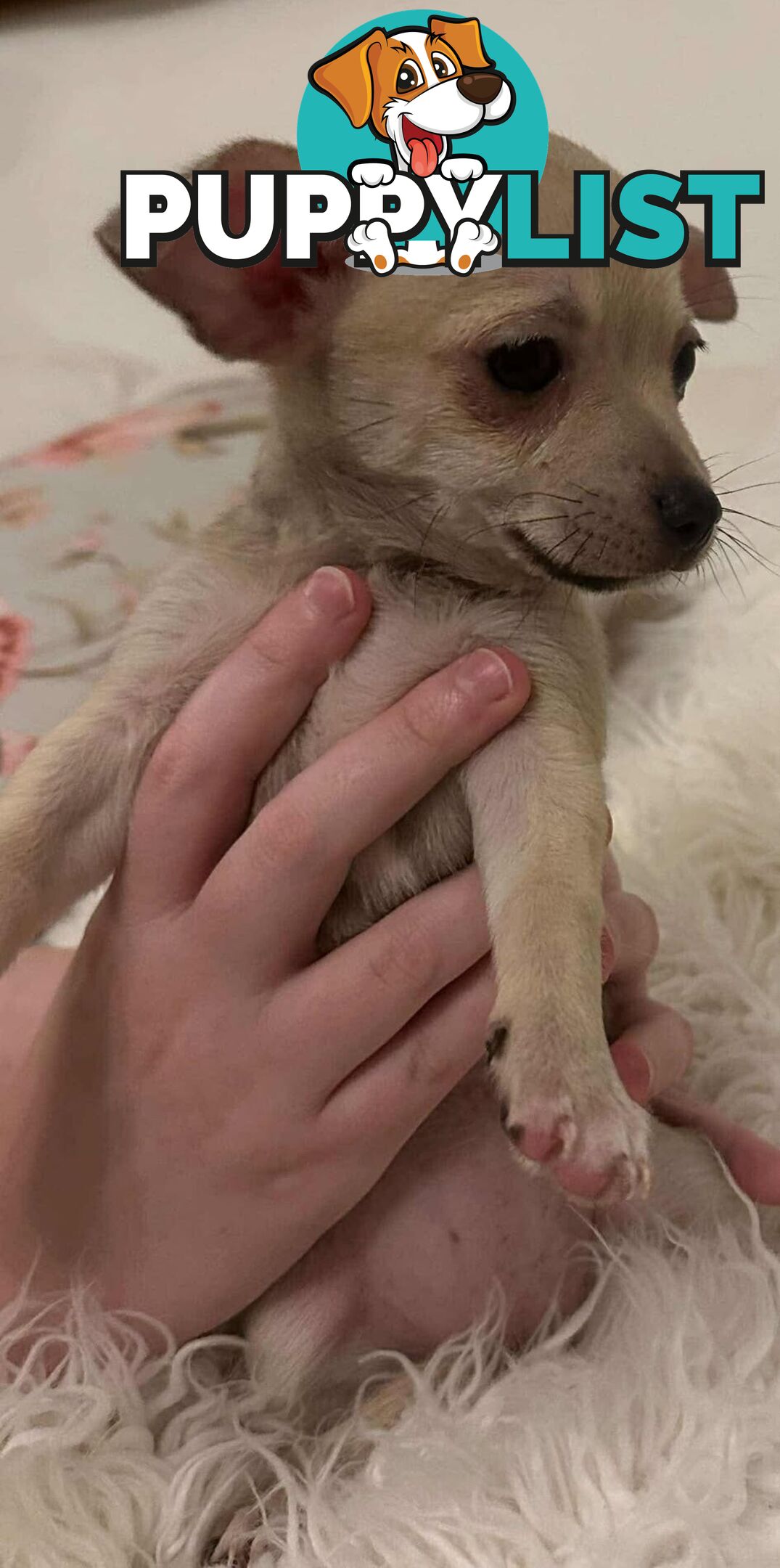 Chihuahua puppies for sale!