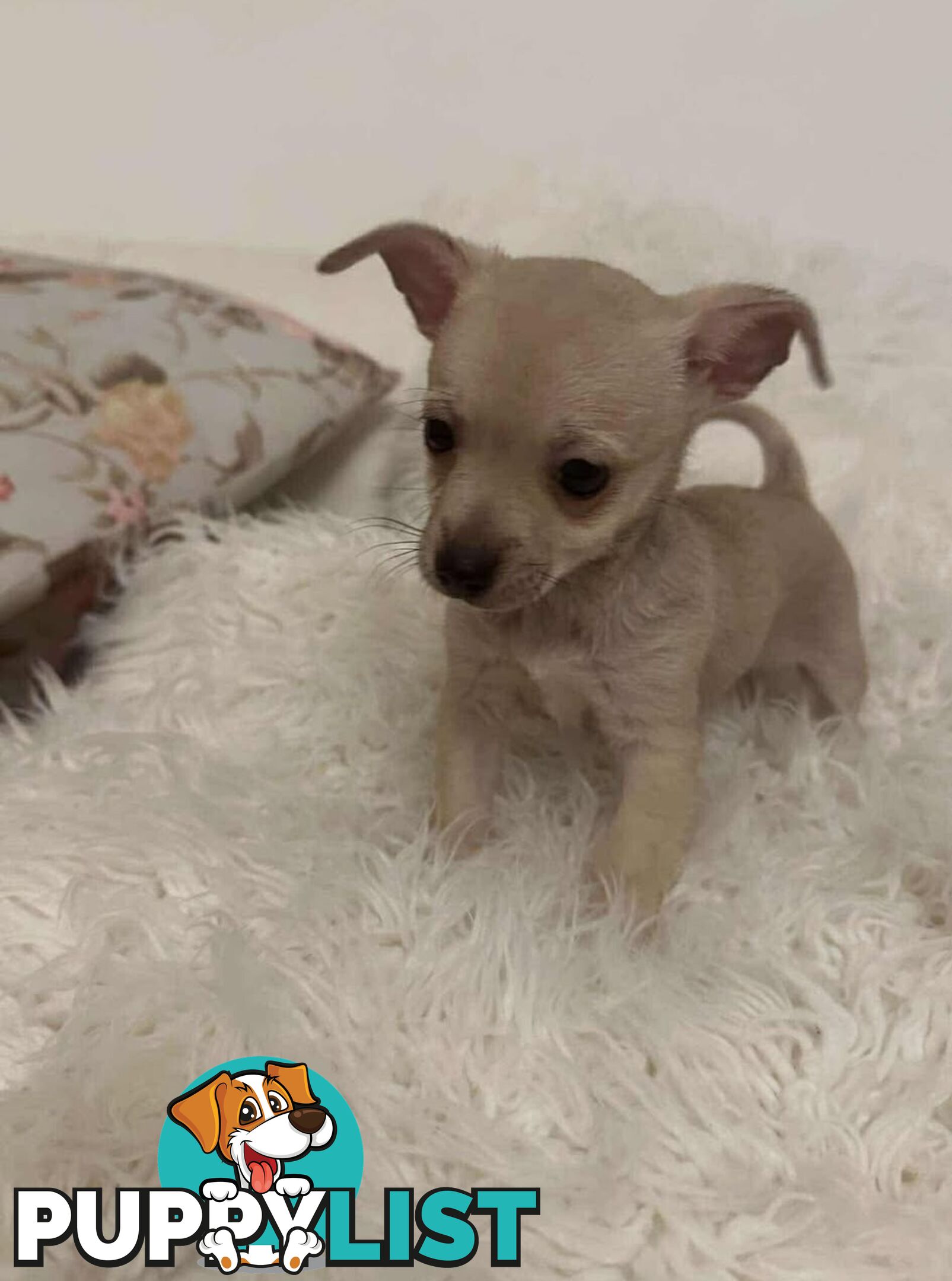 Chihuahua puppies for sale!