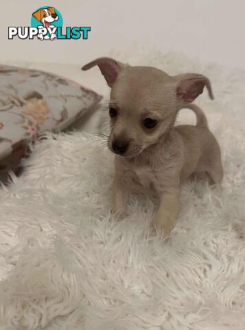 Chihuahua puppies for sale!