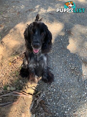 Cocker Spaniels Rehome (free to good home)