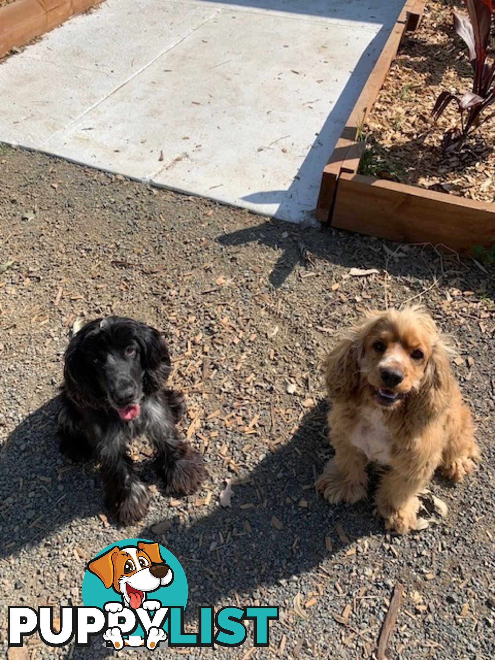 Cocker Spaniels Rehome (free to good home)