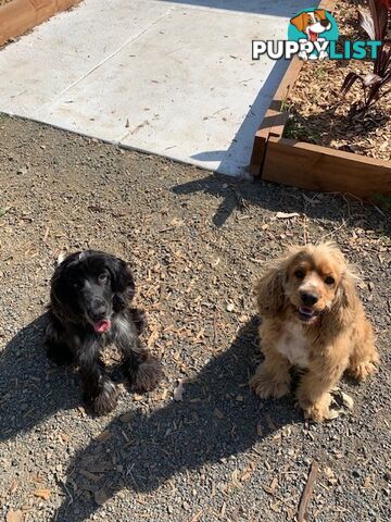 Cocker Spaniels Rehome (free to good home)