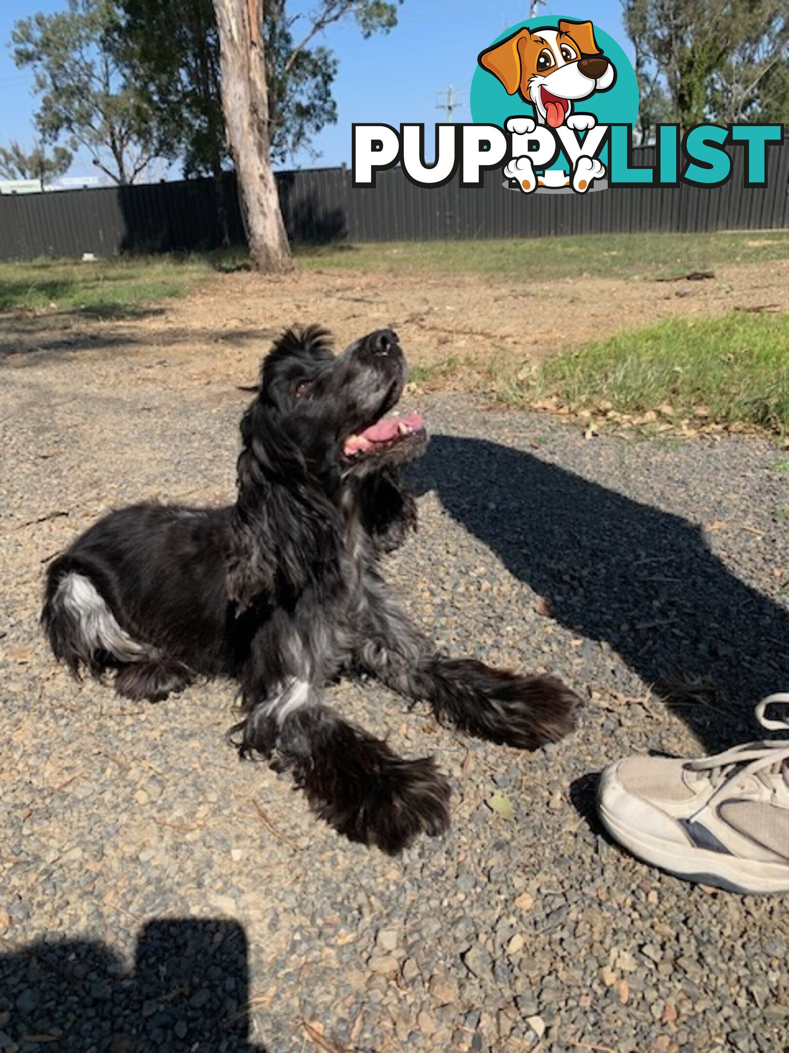 Cocker Spaniels Rehome (free to good home)