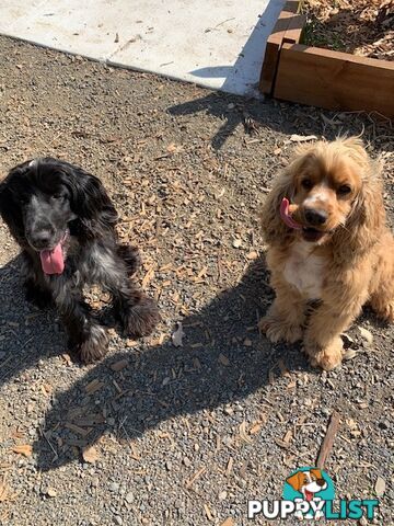 Cocker Spaniels Rehome (free to good home)