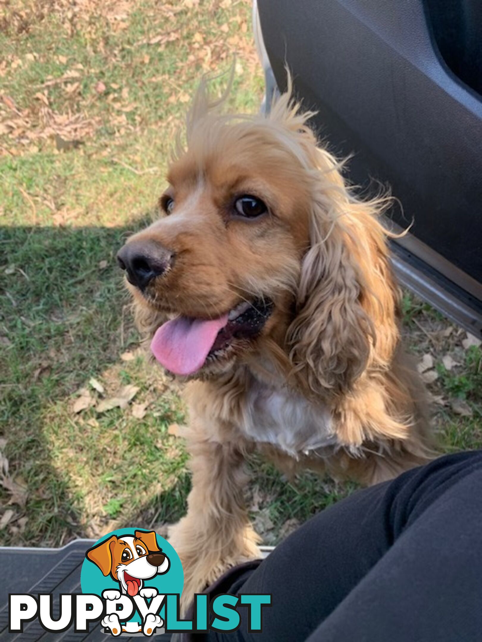 Cocker Spaniels Rehome (free to good home)