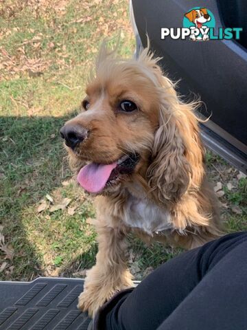 Cocker Spaniels Rehome (free to good home)