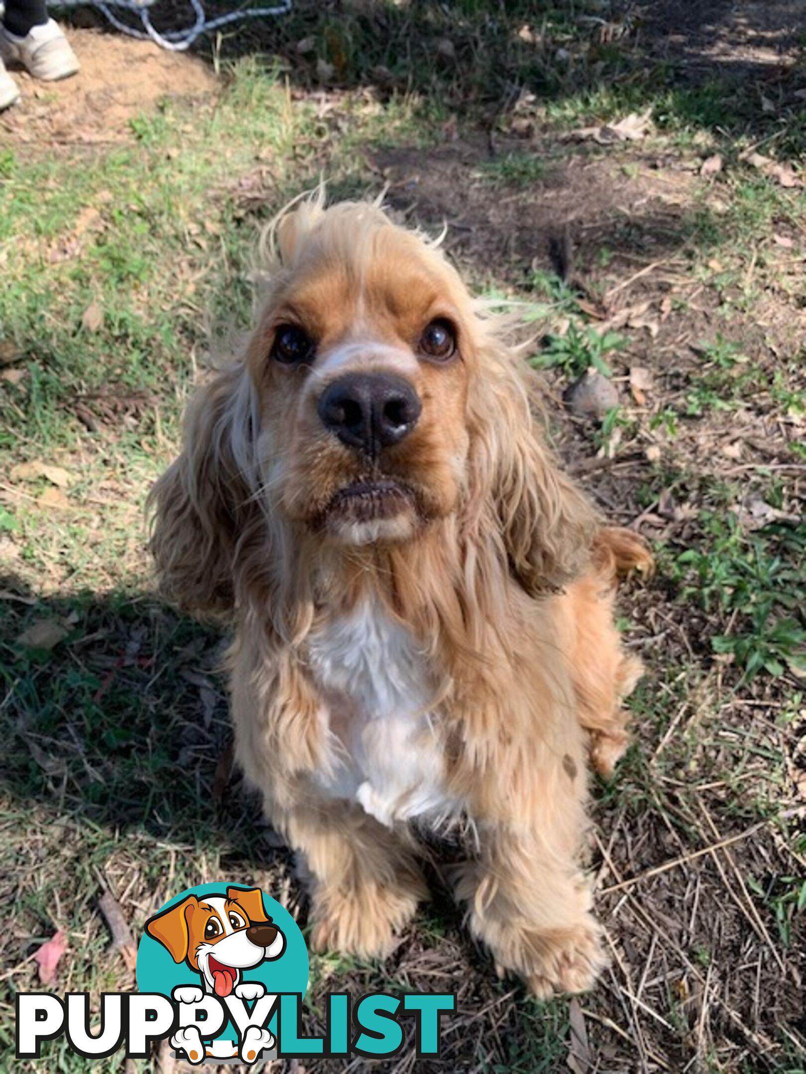 Cocker Spaniels Rehome (free to good home)