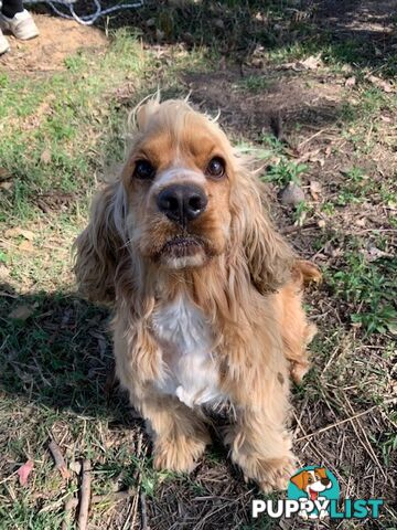 Cocker Spaniels Rehome (free to good home)