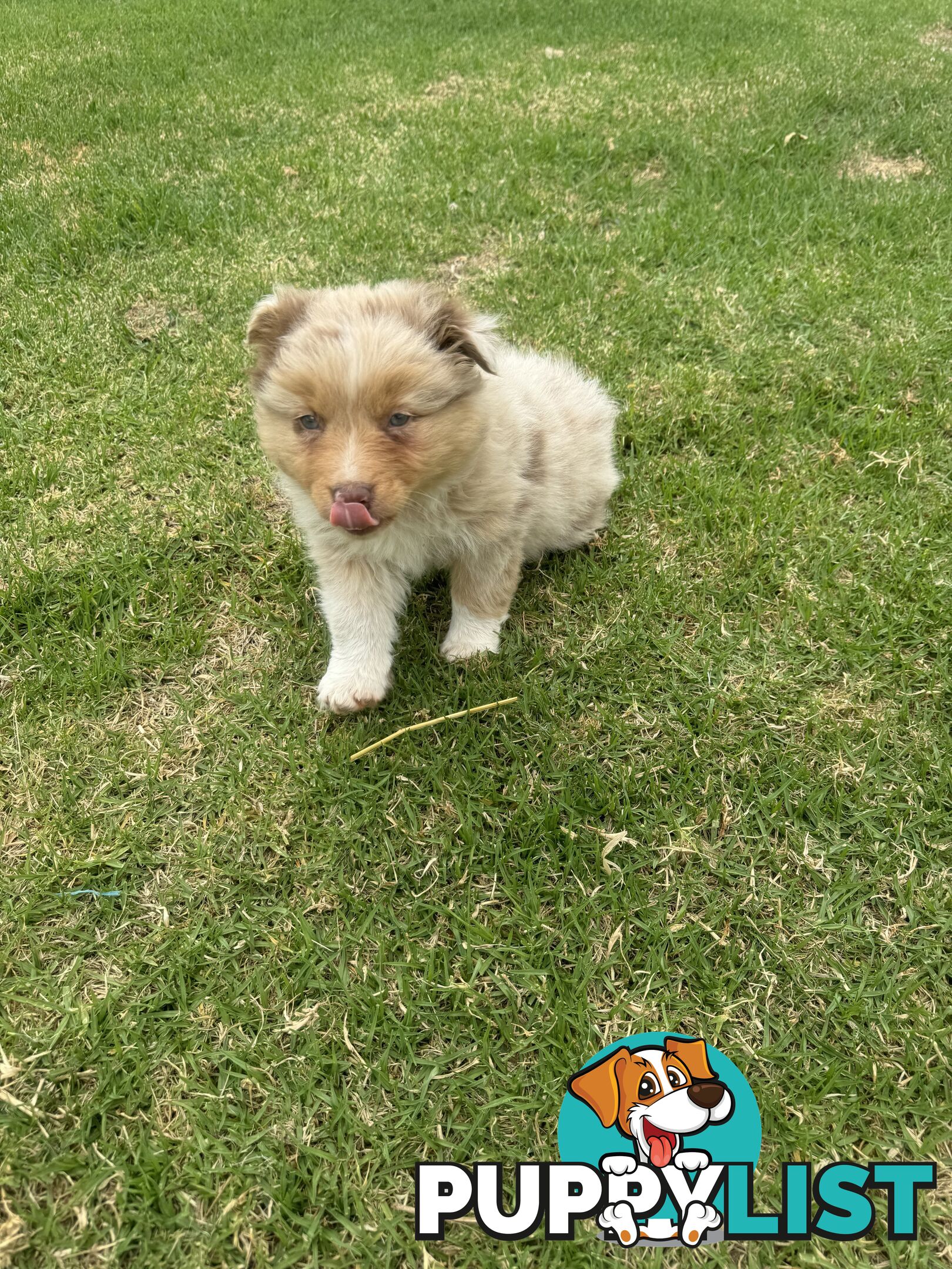 Pure Australian shepherd