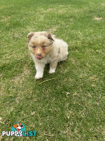 Pure Australian shepherd