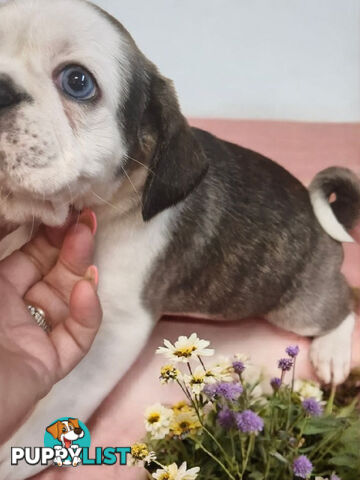 ADORABLE BUGG PUPPIES 