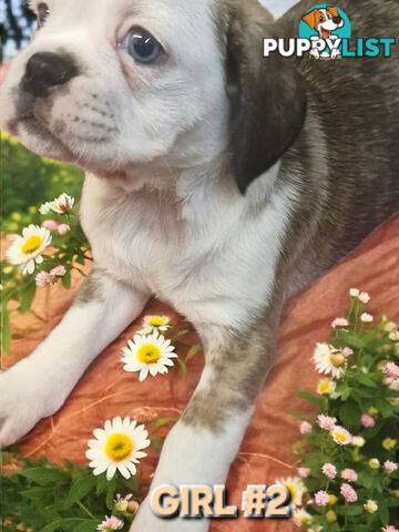 ADORABLE BUGG PUPPIES 