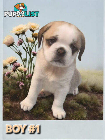 ADORABLE BUGG PUPPIES 