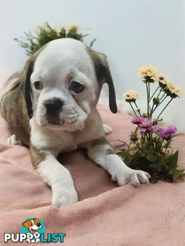 ADORABLE BUGG PUPPIES 