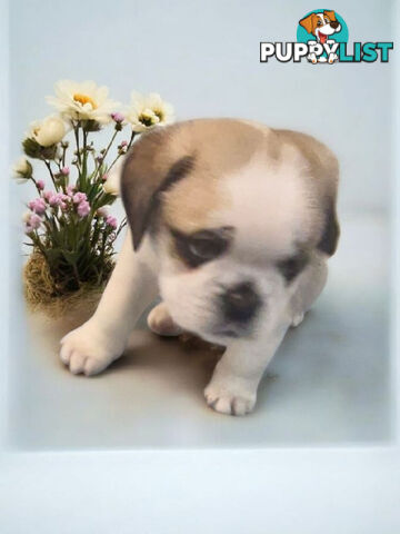 ADORABLE BUGG PUPPIES 